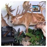 SCI WORLD RECORD Red Stag Full Body Taxidermy Moun