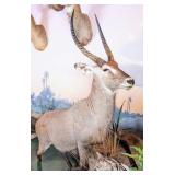 Sing Sing Waterbuck in Water Full Body Taxidermy M