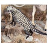 African Cibet Cat Full Body Taxidermy on Habitat B