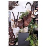 Pair of African Sable Shoulder Mount Taxidermy on
