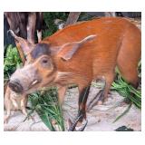 Red River Hog Full Body Taxidermy Mount No Base