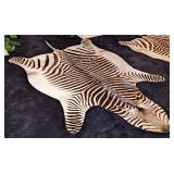 RARE Taxidermy Mountain Zebra Rug INDIANA RESIDENT