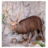 Indian Swamp Deer or Barasingha Full Body Taxiderm