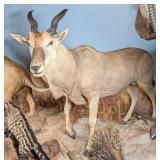 Common Eland Full Body Taxidermy Mount No Base
