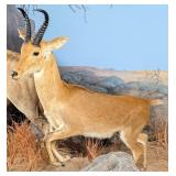Reedbuck Full Body Taxidermy Mount No Base