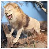 African Male Lion Full Body Taxidermy Mount No Bas
