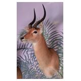 Puku Antelope Shoulder Mount Taxidermy