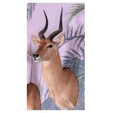 Puku Antelope Shoulder Mount Taxidermy