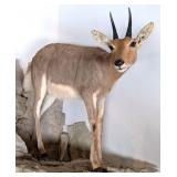 Mountain Reedbuck Full Body Taxidermy Mount No Bas