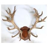 Red Stag Antler Mount on Wood Plaque
