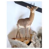 Mountain Reedbuck Full Body Taxidermy Mount No Bas