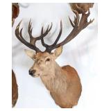 Red Stag Shoulder Mount Taxidermy w/ Heavy Mass