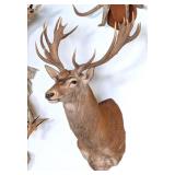 Red Stag Shoulder Mount Taxidermy