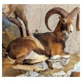 European Mouflon Ram Full Body Taxidermy Mount