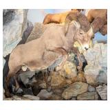 HUGE Rocky Mountain Big Horn Sheep Full Body Taxid