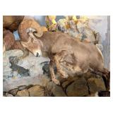 GIGANTIC Rocky Mountain Big Horn Sheep Full Body T