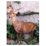 Hog Deer Full Body Taxidermy Mount No Base INDIANA