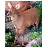 Chinese Water Deer Full Body Taxidermy Mount No Ba