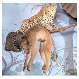 Leopard & His Baboon Full Body Taxidermy Wall Moun