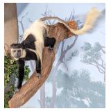 Ethiopian Colobus Monkey Full Body Taxidermy Wall