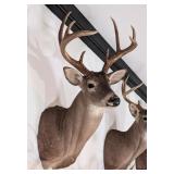 8-Point Mexican Whitetail Deer Shoulder Mount Taxi