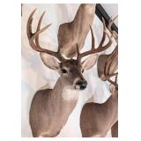 10-Point Mexican Whitetail Deer Shoulder Mount Tax