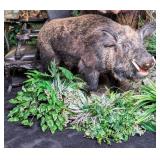 Massive Wild Boar Full Body Taxidermy Mount on Rol