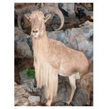 Barbary Aoudad Sheep Full Body Taxidermy Mount No