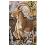 MONSTER SIZE Barbary Aoudad Sheep Full Body Taxide