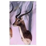 AWESOME Black Lechwe Shoulder Mount Taxidermy