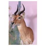 Puku Antelope Shoulder Mount Taxidermy