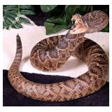 Rattlesnake Full Body Taxidermy Mount