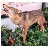 Spanish Wolf Full Body Taxidermy Mount No Base