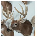13-Point Whitetail Deer Shoulder Mount Taxidermy
