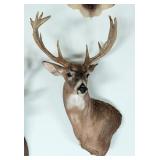 13-Point Shoulder Mount Taxidermy