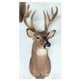 9-Point Whitetail Deer Shoulder Mount Taxidermy