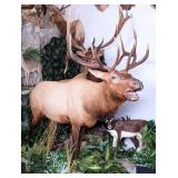 6x6 Bull Elk Full Body Taxidermy Mount on Rolling