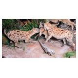 SUPER RARE Hyena Pack & Duiker Full Body Taxidermy