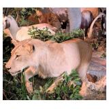 African Young Male Lion Full Body Taxidermy Mount