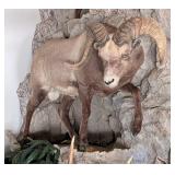 Snow Sheep Full Body Taxidermy Mount No Base