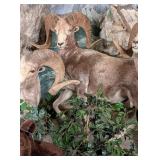 Altai Argali Full Body Taxidermy Mount No Base IND
