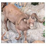 Snow Sheep Full Body Taxidermy Mount No Base