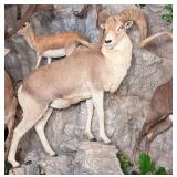 Marco Polo Sheep Full Body Taxidermy Mount No Base