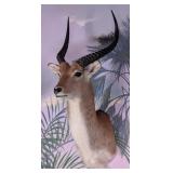 Red Lechwe Shoulder Mount Taxidermy  INDIANA RESID