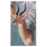 Puku Antelope Shoulder Mount Taxidermy