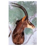 African Sable Shoulder Mount Taxidermy
