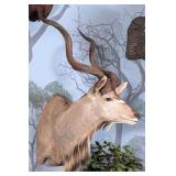 Greater Kudu Shoulder Mount Taxidermy