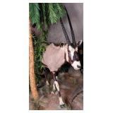 HUGE Gemsbok Full Body Taxidermy Mount No Base