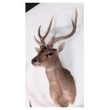 Rusa Deer Shoulder Mount Taxidermy