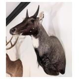 Nilgai Antelope Shoulder Mount Taxidermy